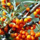 깊은내농장 이미지