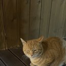 간절곶 풍차 이미지