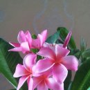 플루메리아 이미지