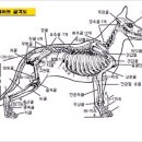 애견 영양학. 이미지