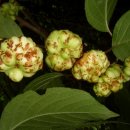 개다래열매[생열매,개다래즙] 배송완료-개다래의 효능 복용법 주의사항-자연산 개다래- 이미지