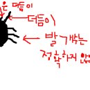 혹시. 바퀴벌레를 닮은 곤충을 알고 계신 분 계세요? 이미지