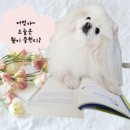 행복더하개 이미지