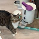 예은동물의료센터 | 예은동물의료센터에서 고양이 건강검진받은 후기 : 9살 고양이 실버 검진으로 당뇨 발견