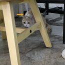 나눔동물병원 이미지