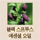 제로100 pc방 행운관악점 | 블랙 스프루스 에센셜 오일의 숨겨진 매력, 상쾌한 침엽수 향