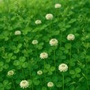 Clover 이미지