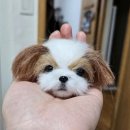 펠트 이미지