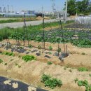 2행운농장 이미지