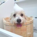 루아펫 네이버블로그