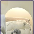 부산 강아지분양 디테일퍼피 이미지