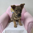 사파동225 이미지