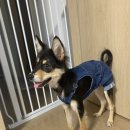 예뿐강아지 이미지