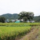 제내1리 이미지