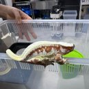 크레톡 | 강북구 크레스티드게코 분양 업체 크레톡 방문 후기