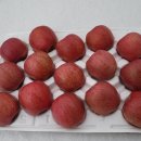 [판매마감] 산빛농장 사과판매합니다.( 맛있습니다.^^) 이미지