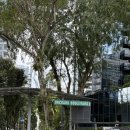 로드 | 싱가포르 맛집 추천 오차드로드 Hana Japanese Restaurant 후기