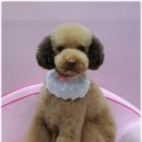 아가펫살롱 이미지