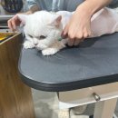 숲냥숲냥 이미지