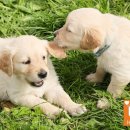 스마트독까페 이미지