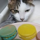 한 주 브리핑, 비문증 산동검사를 했고요, 먹었읍니다