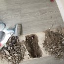 복수계룡 이미지