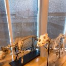 마굿간연합 | 투어 (Swedish University Agricultural Sciences - 줄여서 SLU), 유럽 생명과학대학 연합 학회 후기