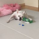 봉구