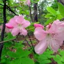 연달래와 겹연달래 이미지