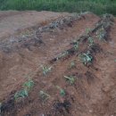 성도농장 이미지