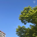 그래도 꽃 이미지