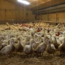 치명농장 이미지