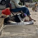 다솜목장 이미지