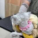 도도 Grooming 이미지