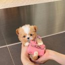 퍼피스토리 이미지