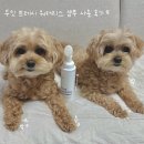 두잇 워터리스 샴푸 후기 :: 몇 년째 꾸준히 쓰는 강아지 산책템!