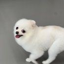 강아지놀이터 이미지