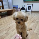 똑똑독 펫살롱 이미지