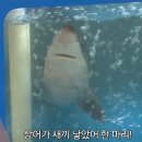 어미횟집 - 옥천군 성신로 75 | 어미횟집