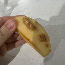 동물원야식 | 서울대공원 동물원 벚꽃 나들이 4월일상