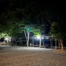 둥지애견 이미지