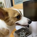 견국지색 이미지