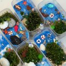 (동서남북)작은 생태계 테라리움 만들기 | 구미 대구 출강 이끼 테라리움 만들기 원예 체험 인동중 수업 후기