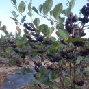 라파농장 이미지