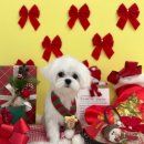 댕댕스파 | 부산 명지 강아지미용실 고민 끝! 스파+위생미용 후기[부산 지나댕댕]