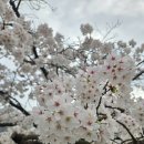 북일고등학교 | 천안 벚꽃 명소｜북일고 벚꽃 축제 실시간 개방 후기 (주차 정보 포함)