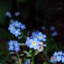 물망초forgetmenot 이미지