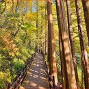 "2시간 걷는 도심 속 단풍 숲길, 언덕이 없어 힘들지 않아요" 3.1km 가을 산책 명소 이미지