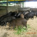 옥룡농장 이미지