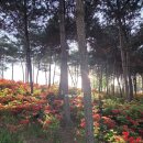 신흥정수장 | 익산 꽃구경 추천 튤립 만개한 신흥근린공원 다녀온 후기